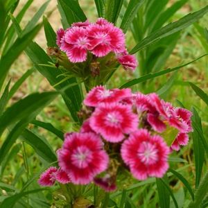 Meet your Posher, Ellen